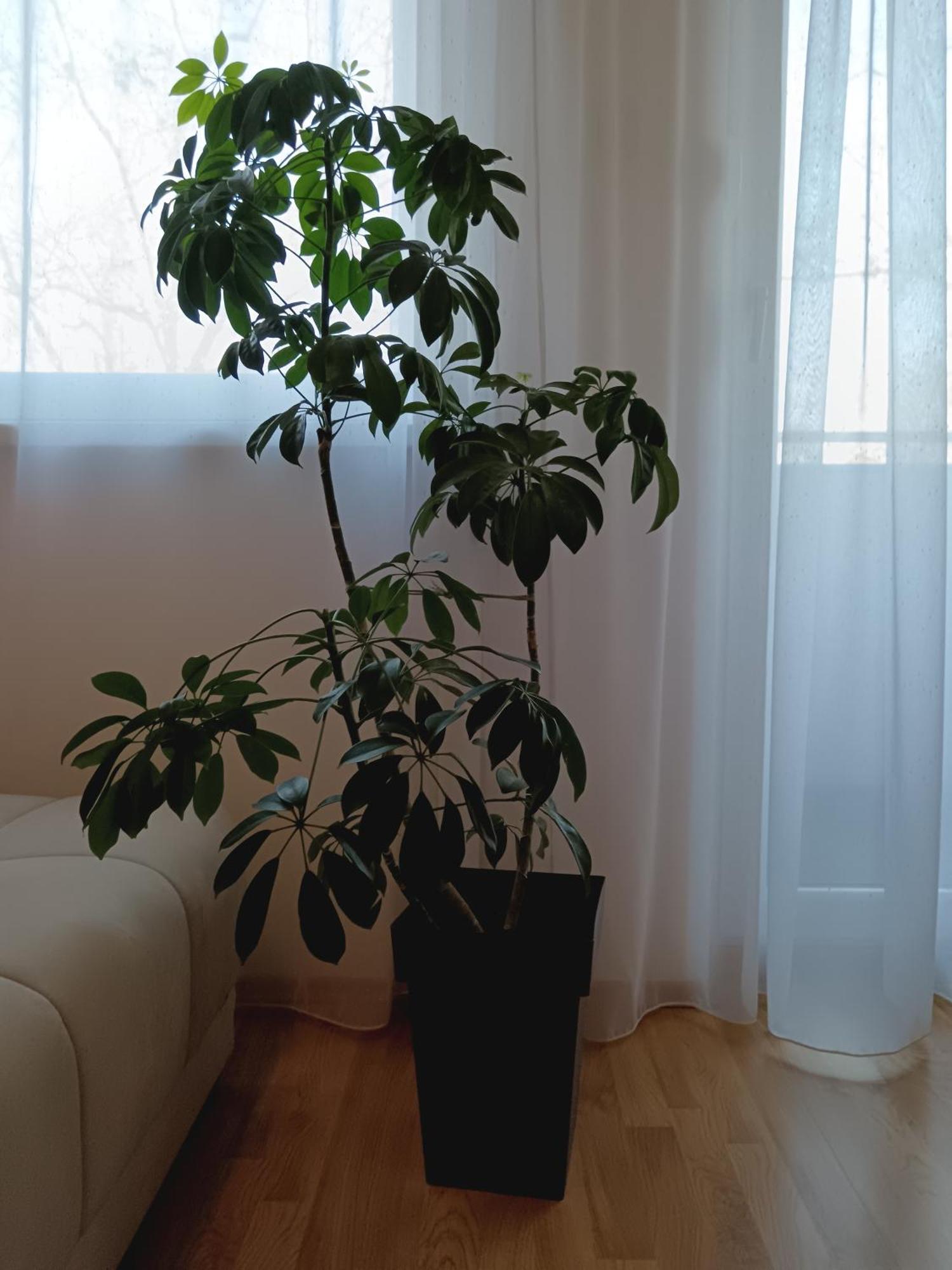 Apartment Alacaster With Private Parking